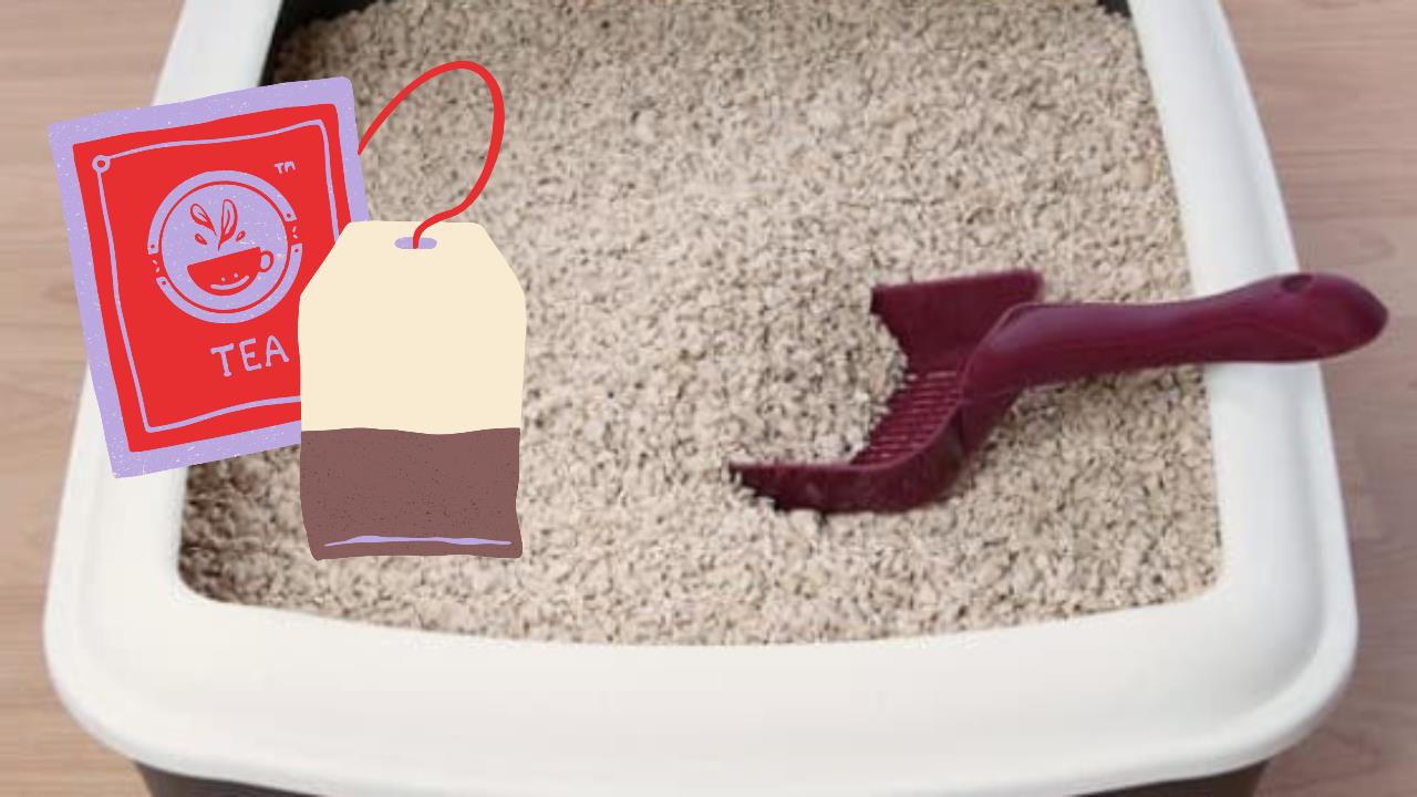 Colocar saquitos de té en la arena para gatos: por qué recomiendan hacerlo y para qué sirve